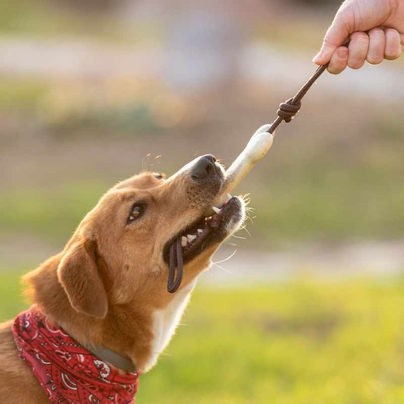 Teether per Animali personalizzato - cod. MK1502