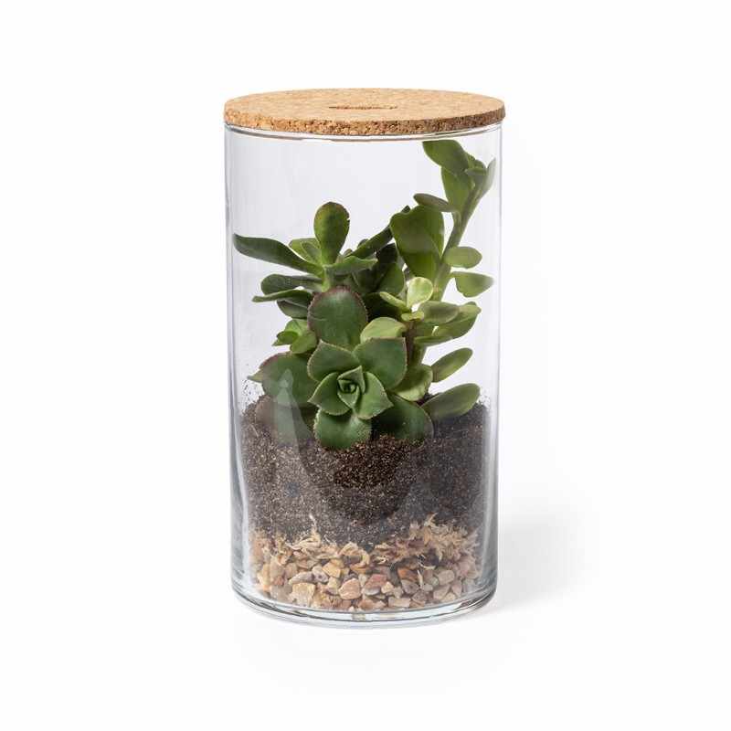 Terrarium con semi di cactus - cod. MK2692
