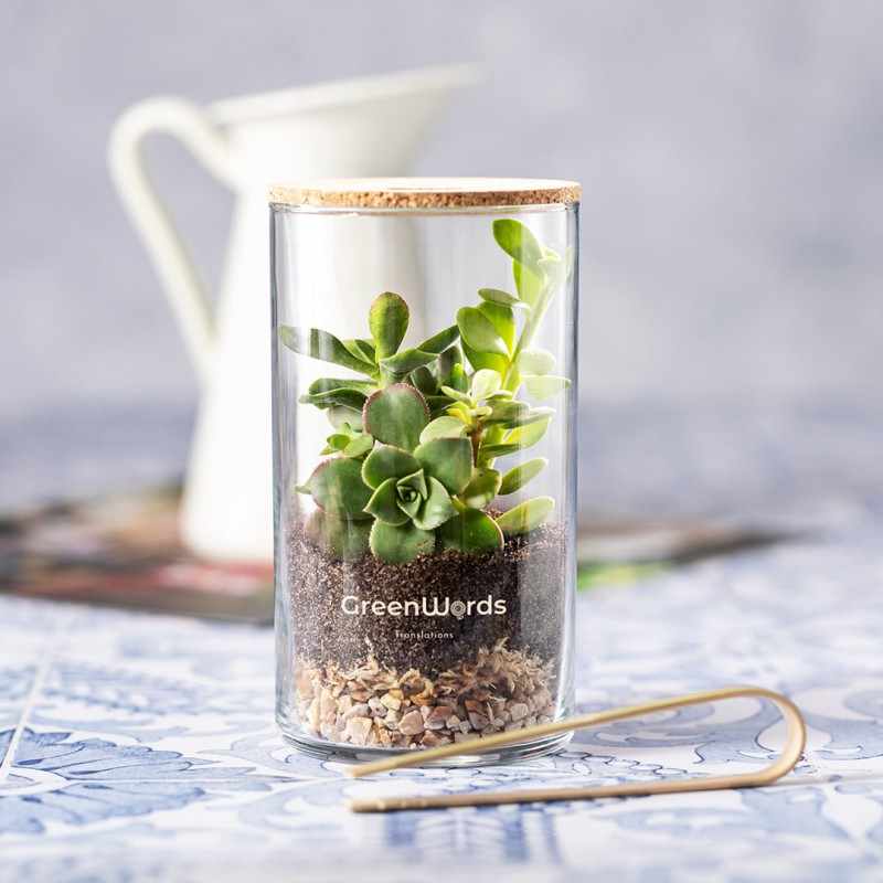 Terrarium con semi di cactus - cod. MK2692