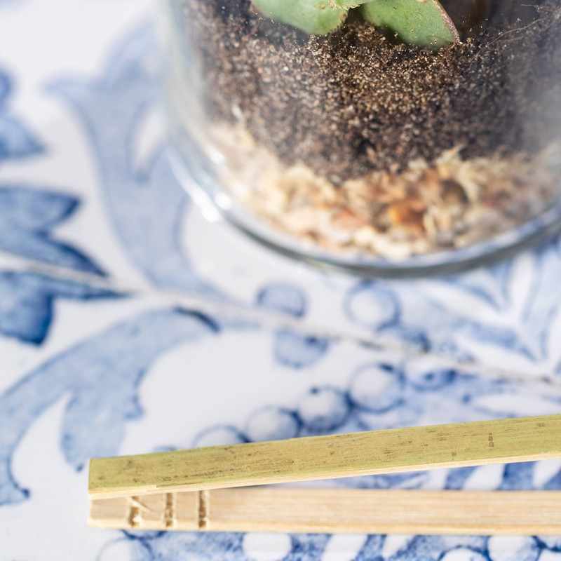Terrarium con semi di cactus - cod. MK2692