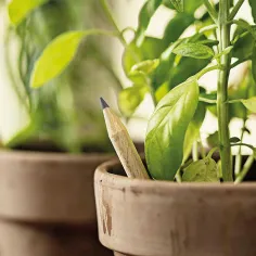 Matite piantabili al Basilico personalizzabili - cod. PD562